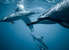 华体会服务——开启您的高端体育娱乐新体验